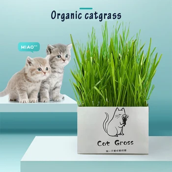 Soilless Økologisk Catgrass Kat Græs Snack Voksende Kit Kat, Græs, Beplantning Bag Børns DIY Spirer Plantning Taske