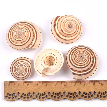 4stk Naturlige Stribe Spiral Shell Scrapbooking Håndværk Muslingeskaller For glasflaske Hjem Diy Dekoration TRS0408
