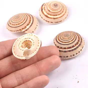 4stk Naturlige Stribe Spiral Shell Scrapbooking Håndværk Muslingeskaller For glasflaske Hjem Diy Dekoration TRS0408